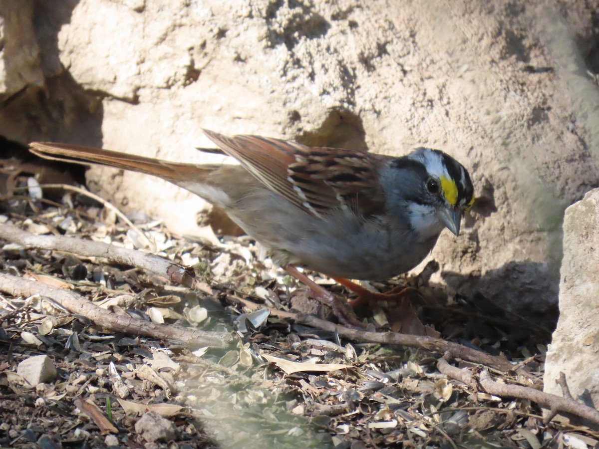 White-throated Sparrow - ML620904937