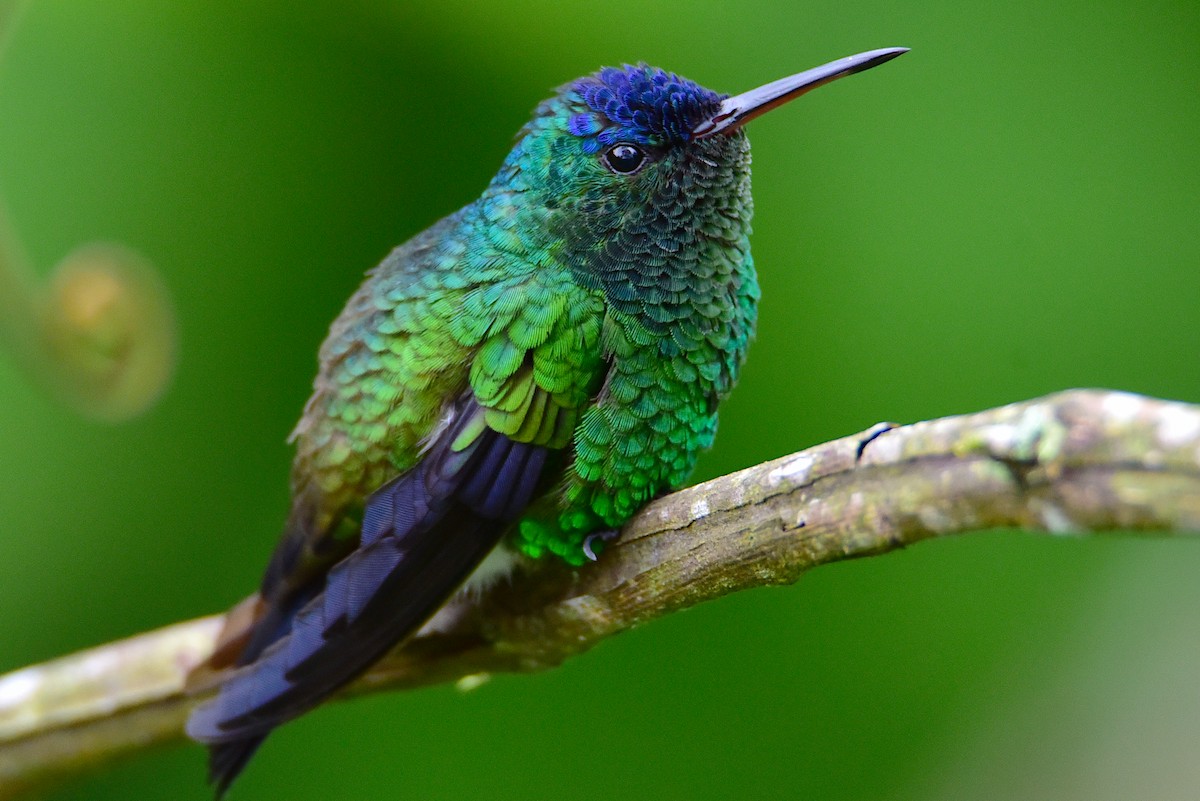 Indigo-capped Hummingbird - ML620904960