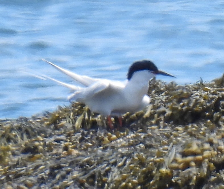 Charrán Rosado - ML620904996