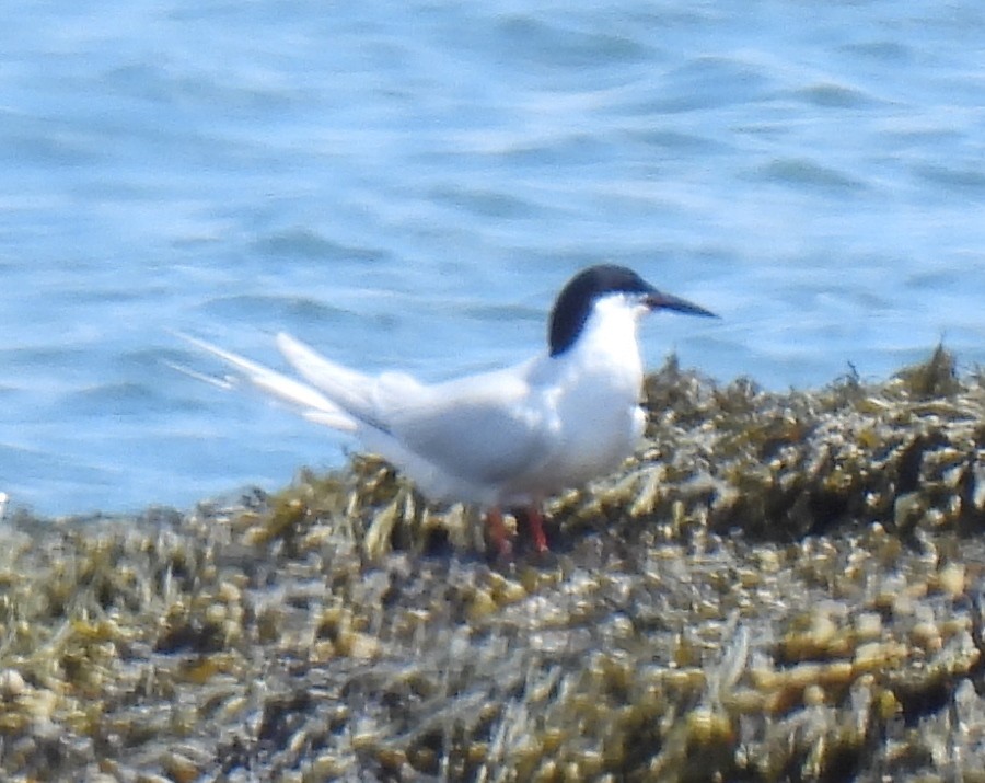 Charrán Rosado - ML620904997