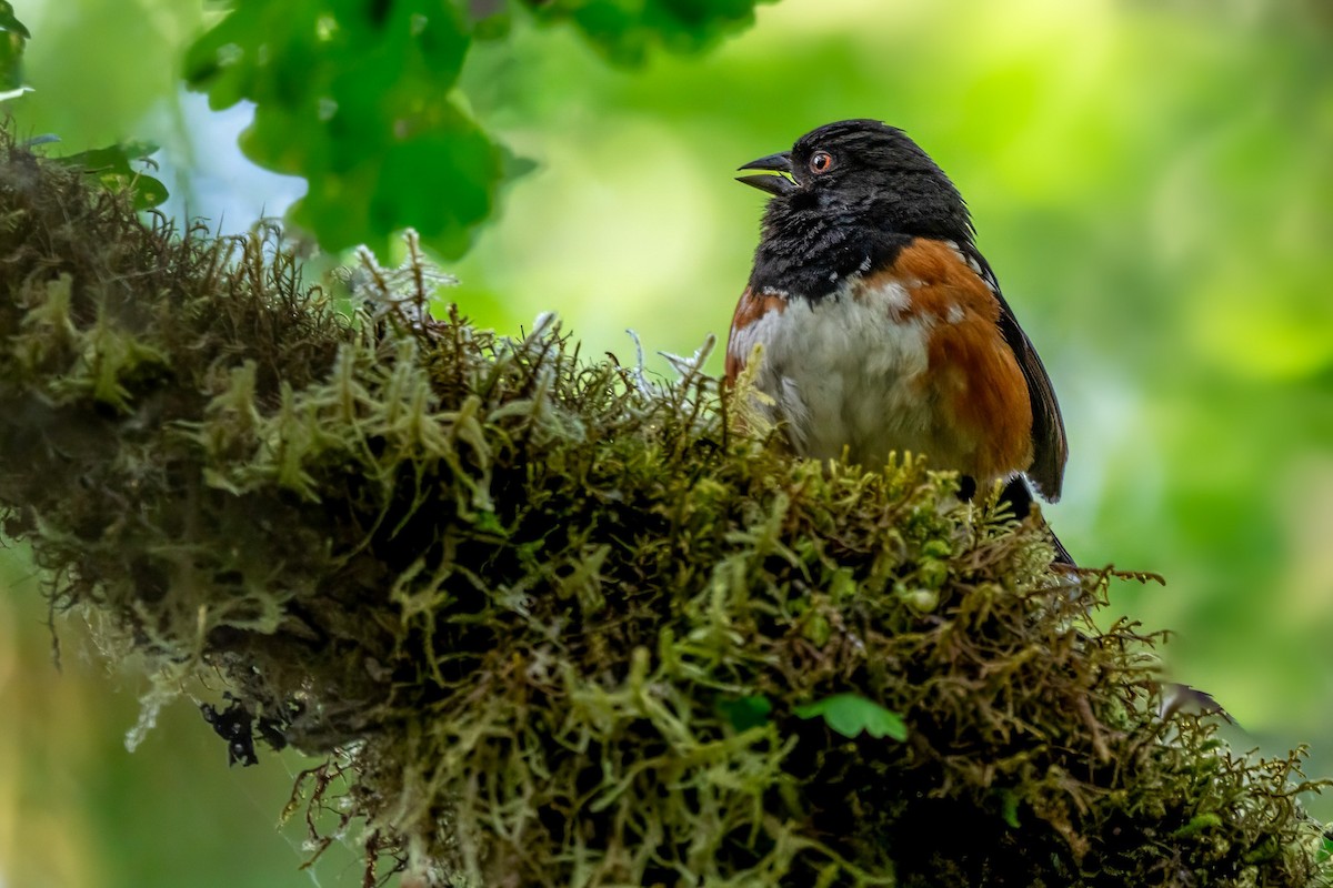 Spotted Towhee - ML620905016
