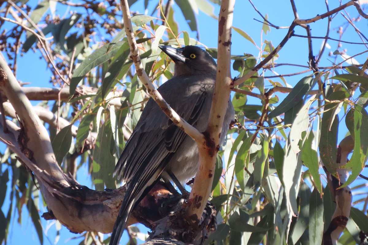 Gray Currawong - ML620905022