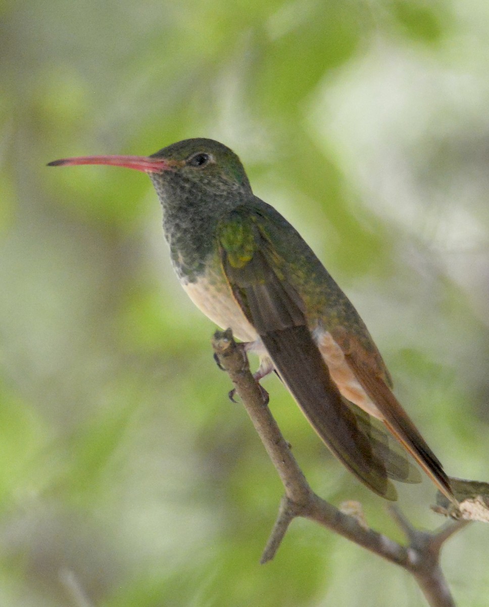 kolibřík yukatanský - ML620905027