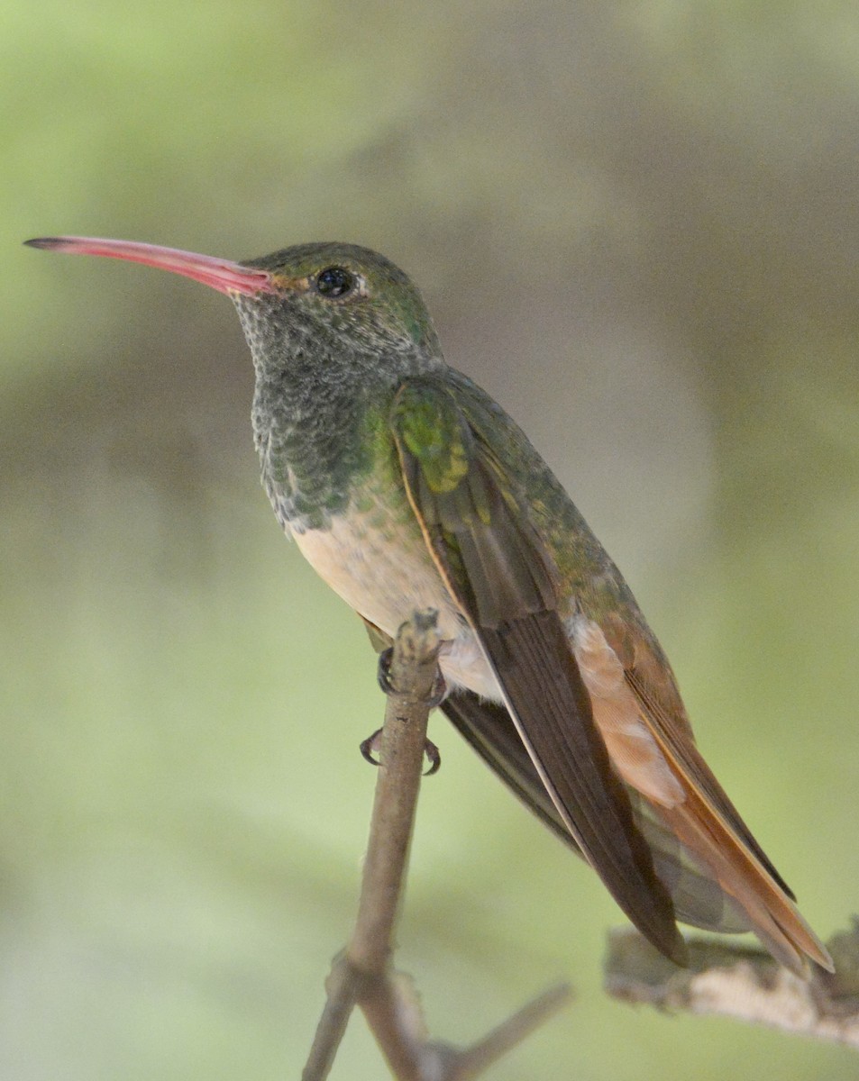 Buff-bellied Hummingbird - ML620905029