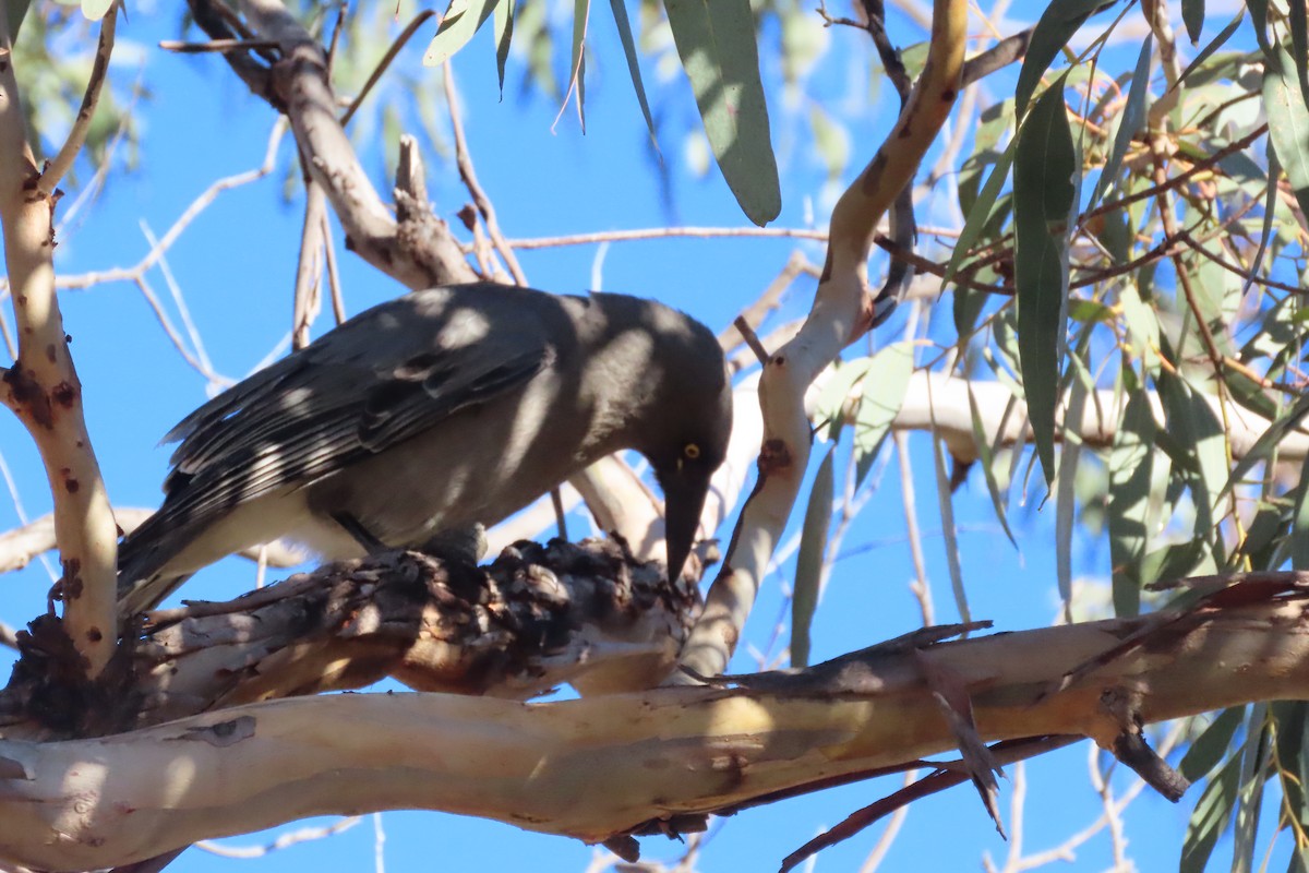 Gray Currawong - ML620905030