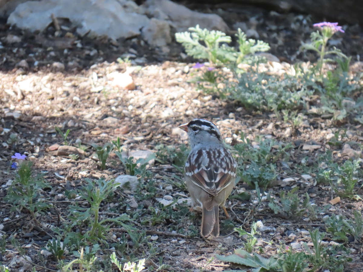 White-crowned Sparrow - ML620905050