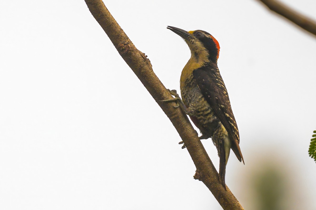 Black-cheeked Woodpecker - ML620905065