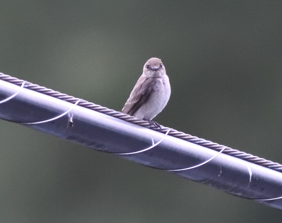 Northern Rough-winged Swallow (Northern) - ML620905067