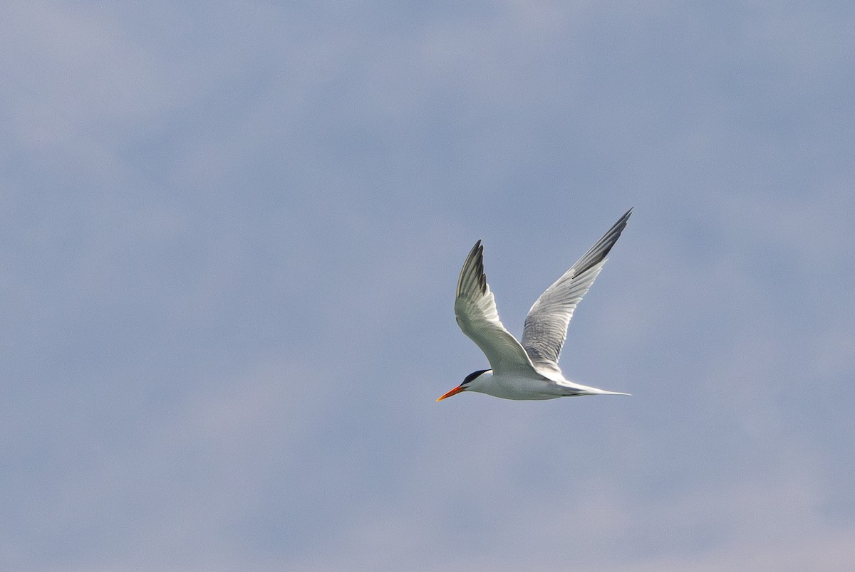 Lesser Crested Tern - ML620905068