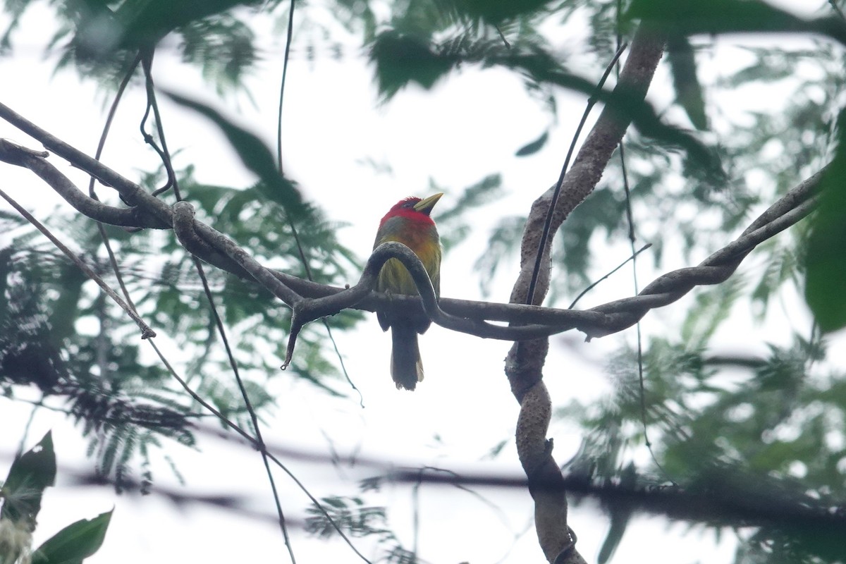 Scarlet-hooded Barbet - ML620905077