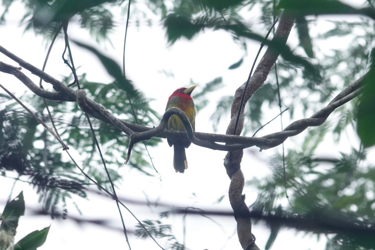 Scarlet-hooded Barbet - Toby Holmes