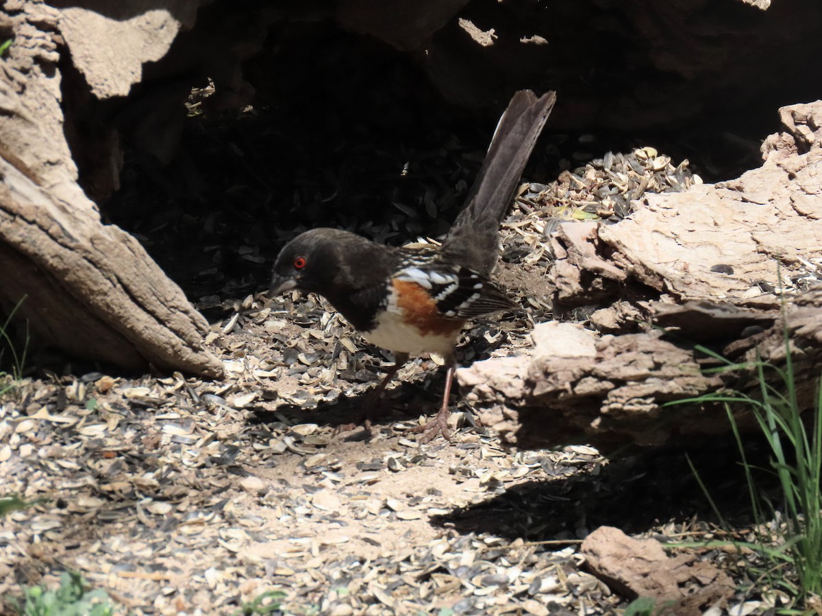 Spotted Towhee - ML620905079