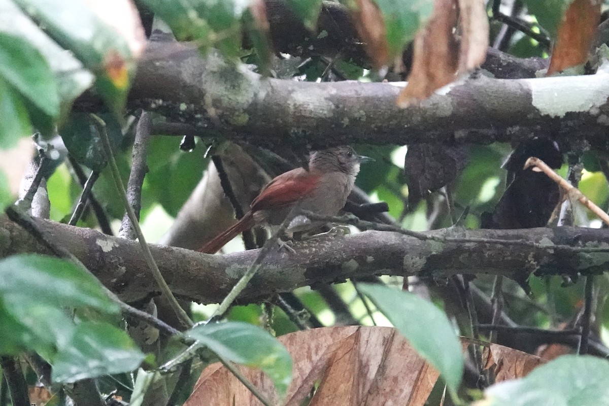 Plain-crowned Spinetail - ML620905091