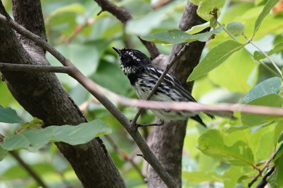 Black-throated Gray Warbler - ML620905103