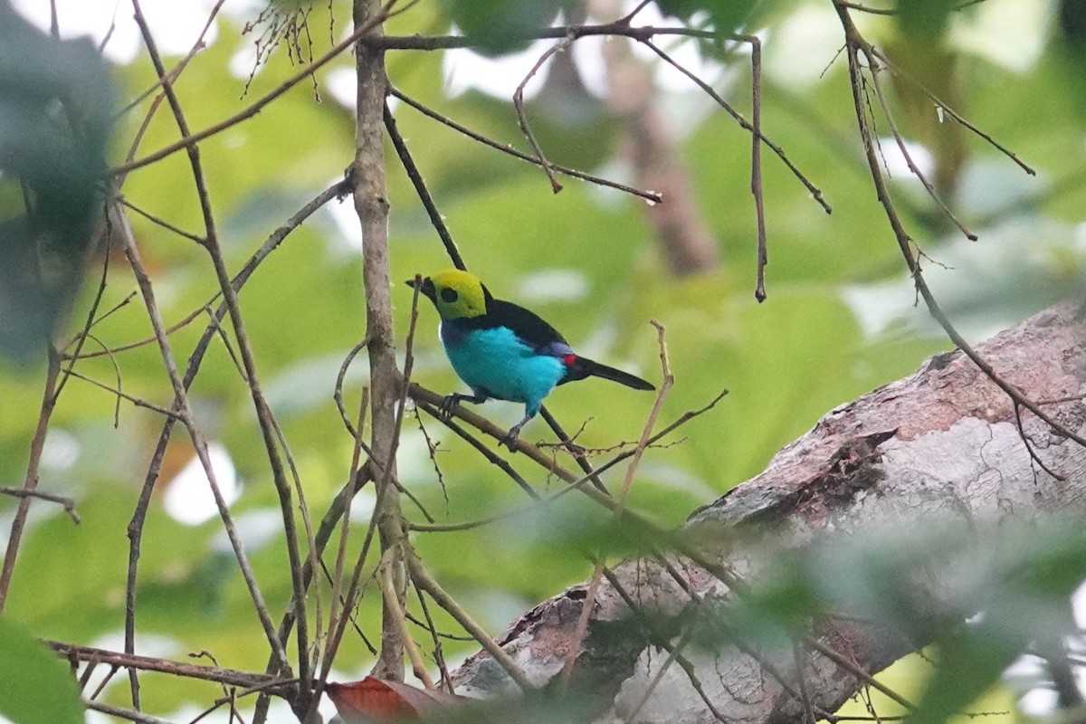 Paradise Tanager - Toby Holmes