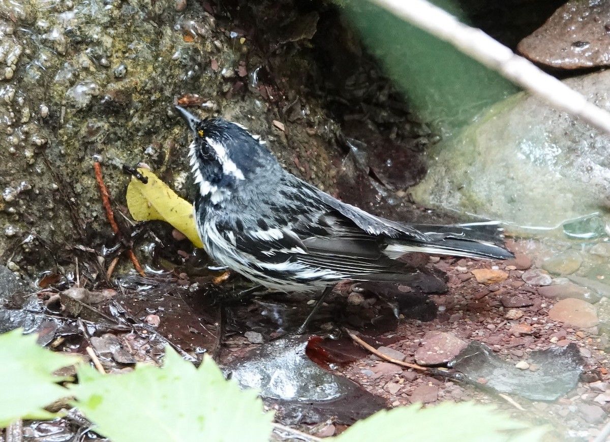 Black-throated Gray Warbler - ML620905105