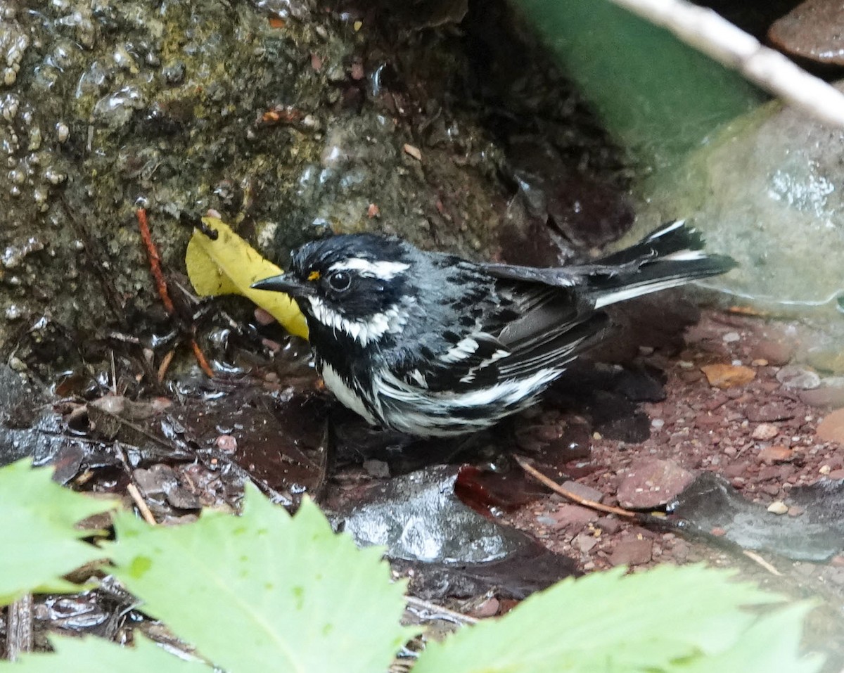 Black-throated Gray Warbler - ML620905112