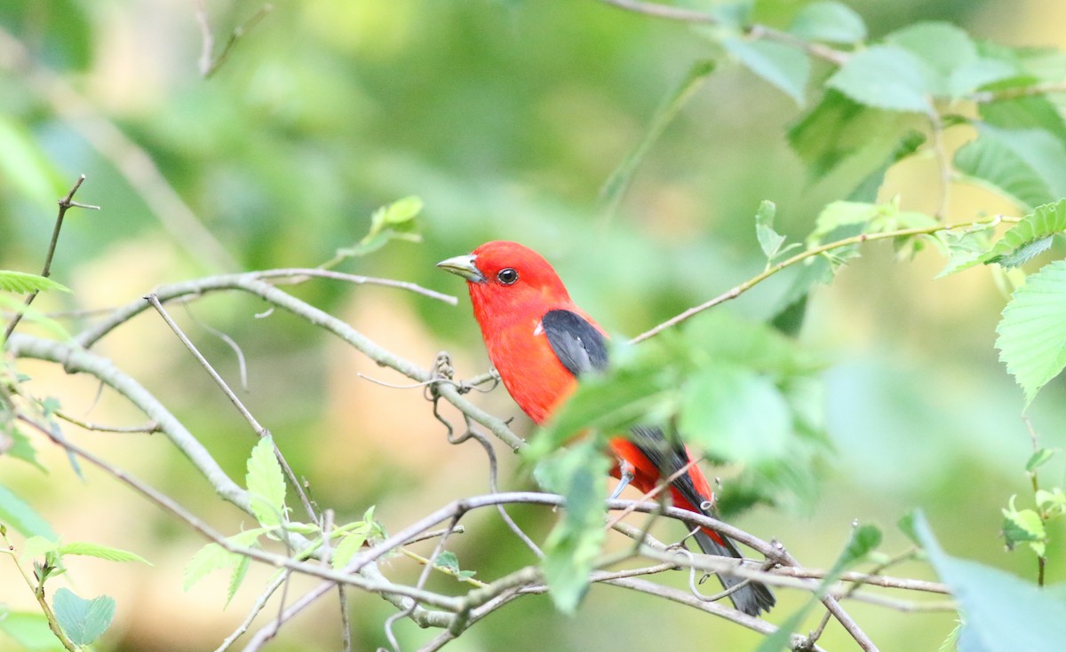 Scarlet Tanager - ML620905119