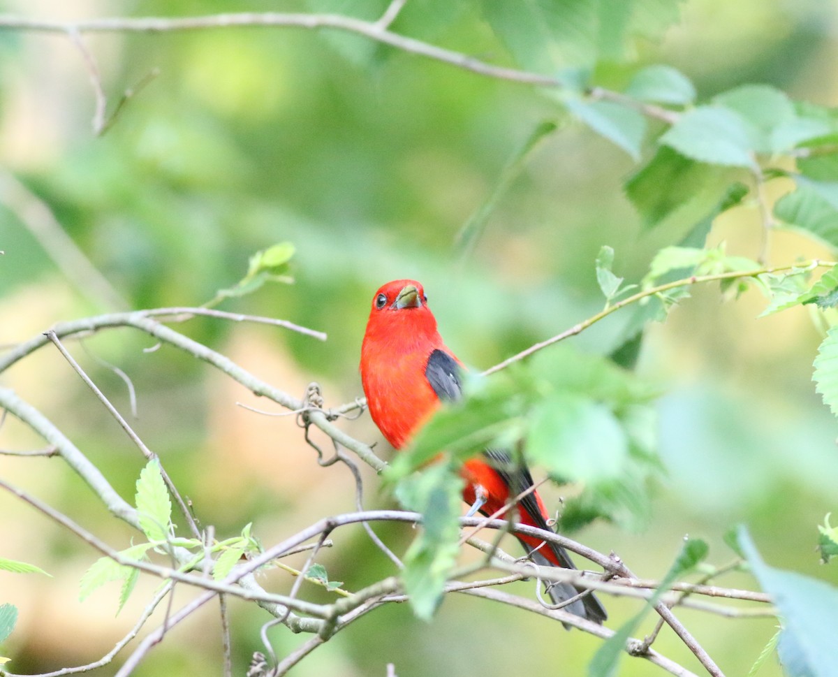 Scarlet Tanager - ML620905120