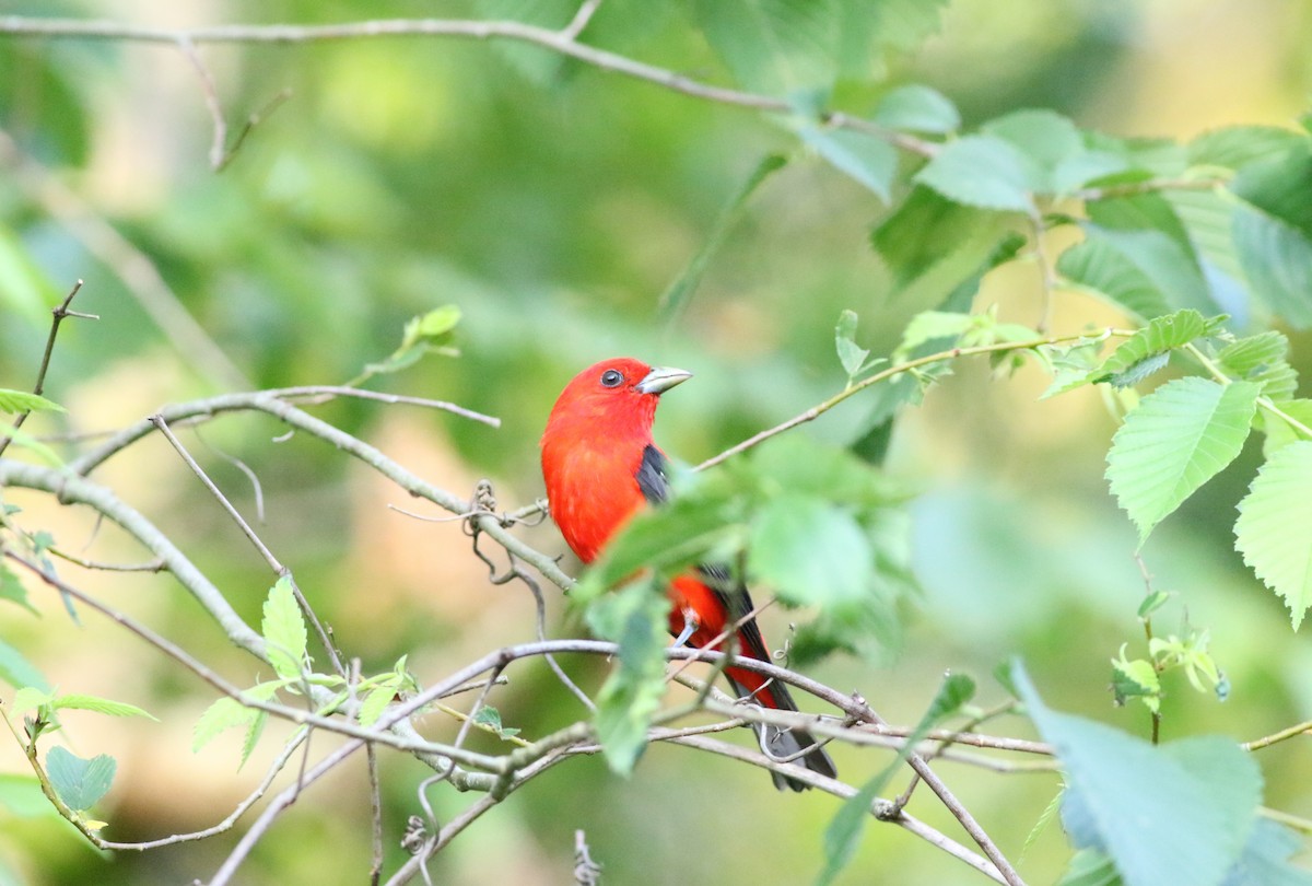 Scarlet Tanager - ML620905121