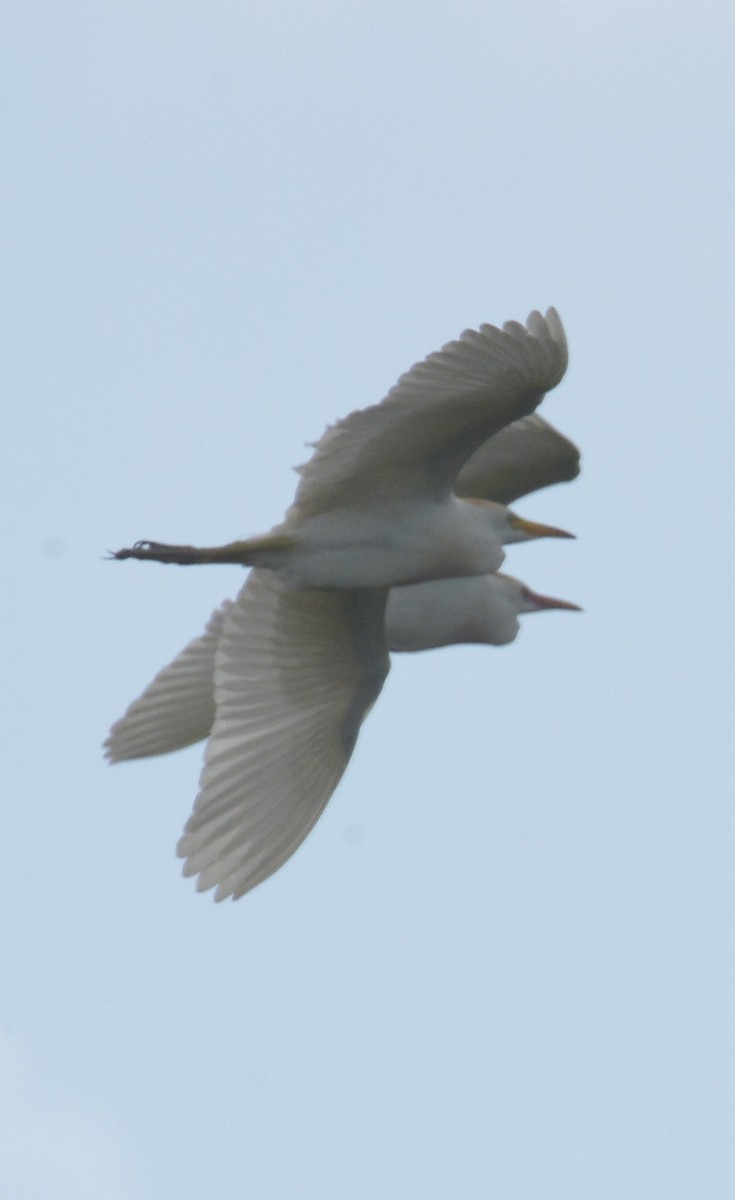 Чапля єгипетська (підвид ibis) - ML620905134