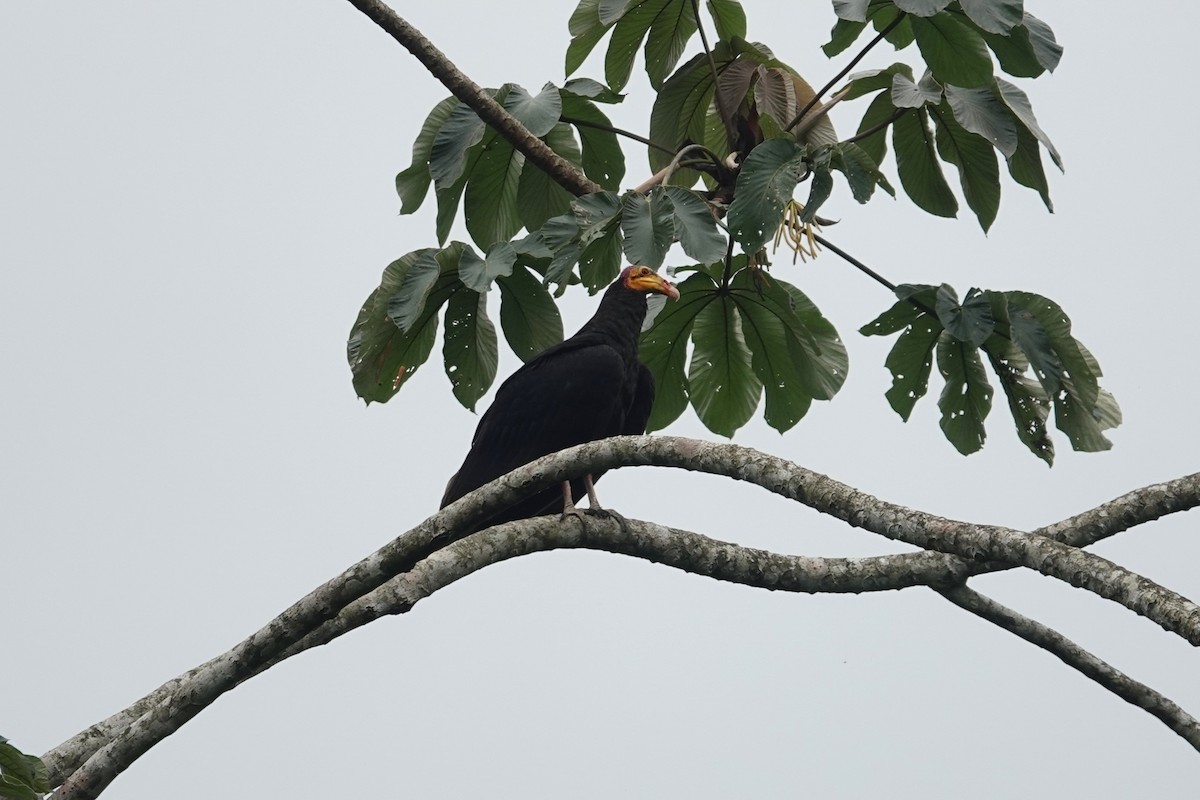 Greater Yellow-headed Vulture - Toby Holmes