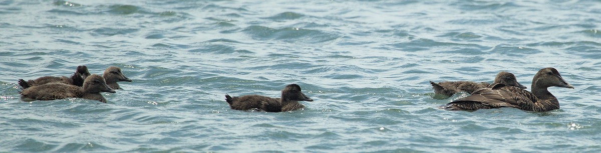 Common Eider - ML620905142