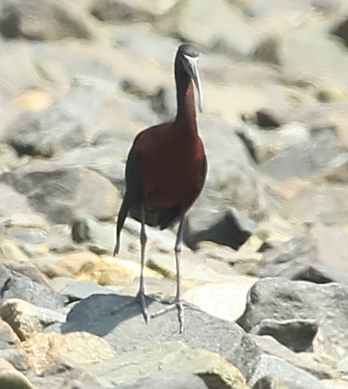 Glossy Ibis - ML620905148