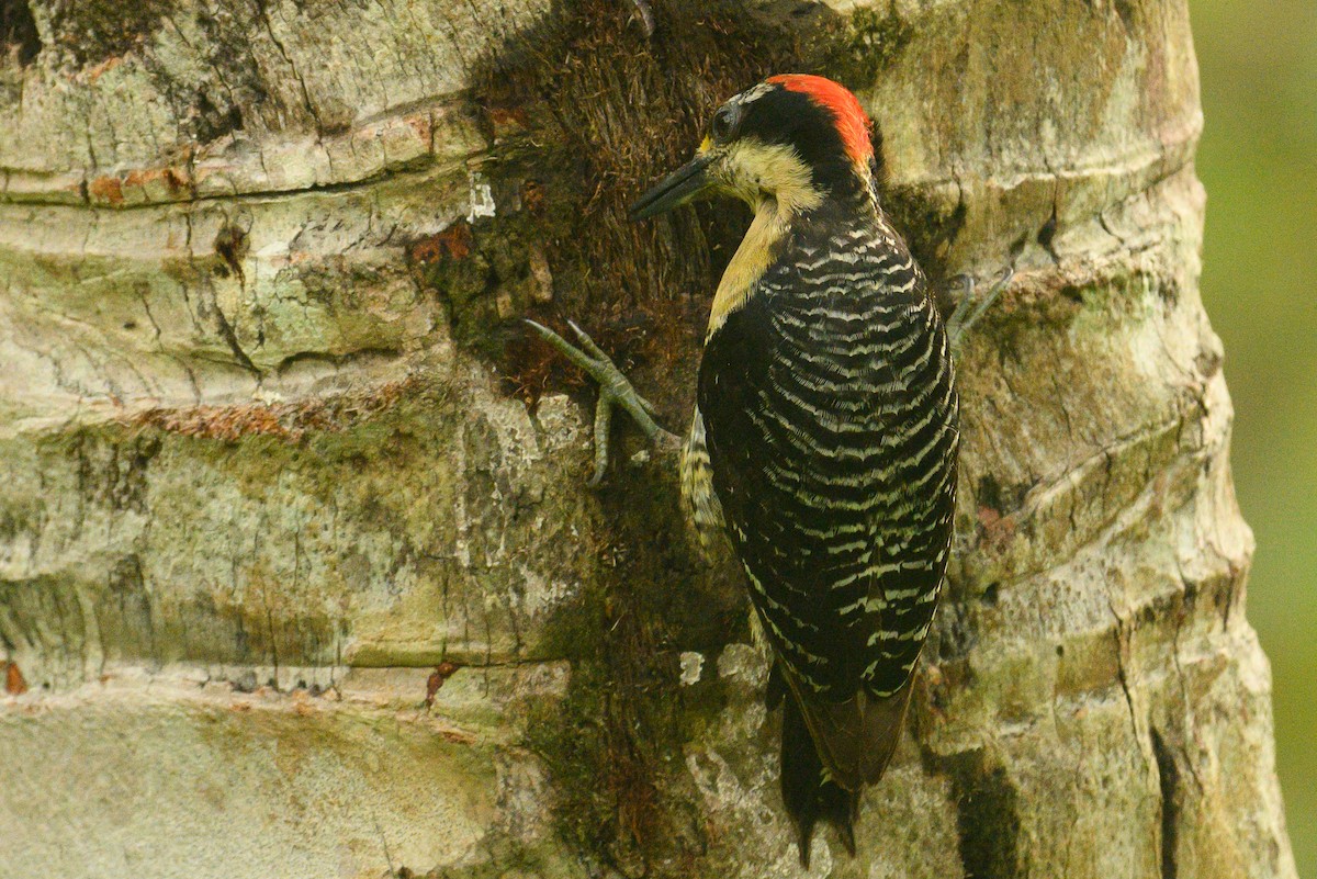 Black-cheeked Woodpecker - ML620905196