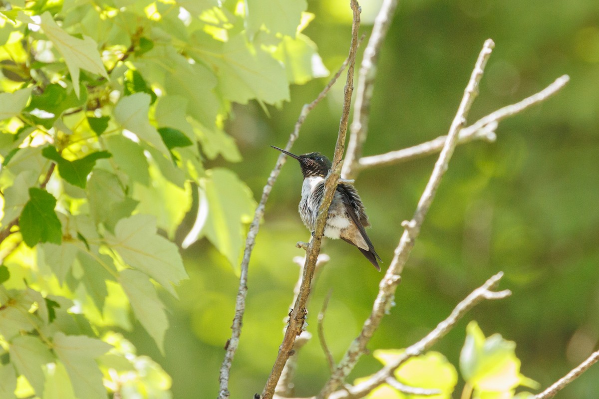 Ruby-throated Hummingbird - ML620905197
