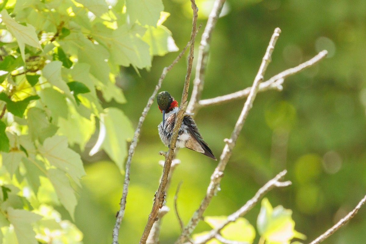 Ruby-throated Hummingbird - ML620905198
