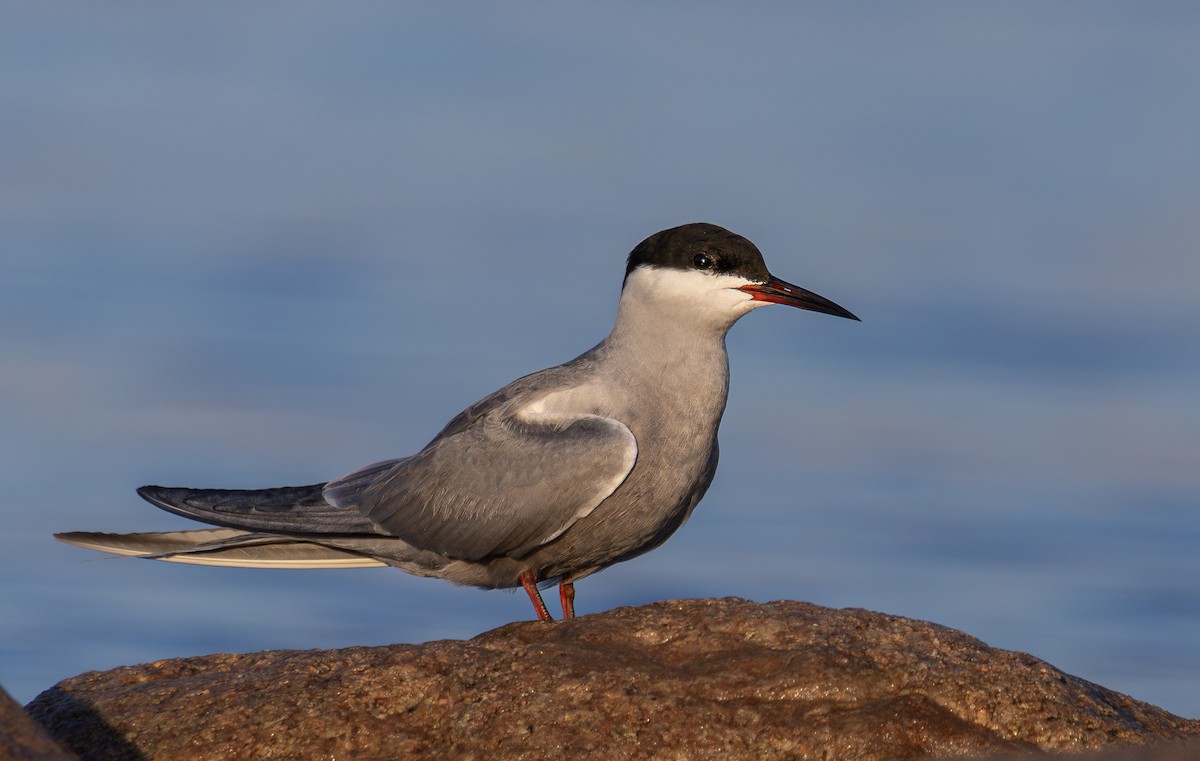 White-cheeked Tern - ML620905200