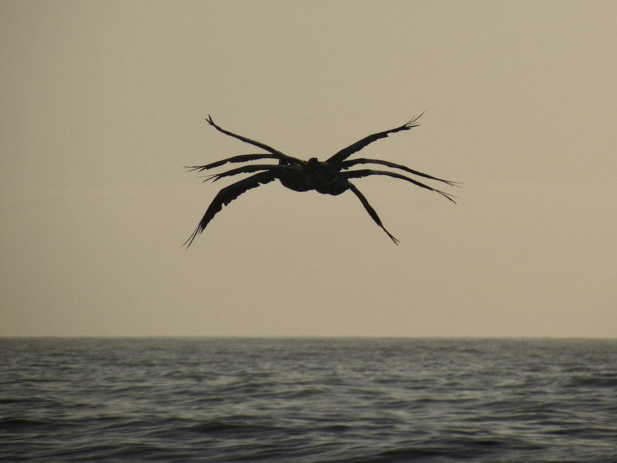 pelikán chilský - ML620905201