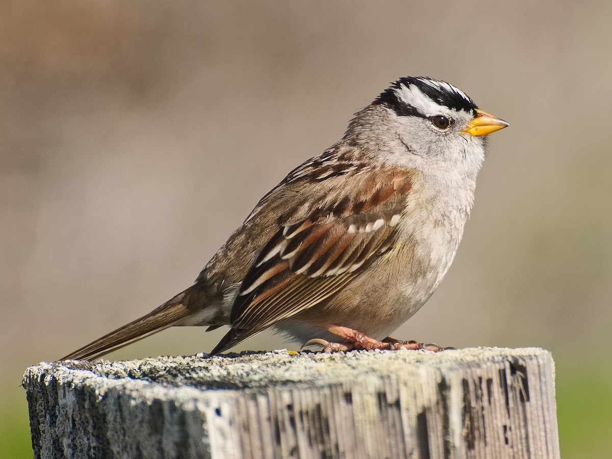 White-crowned Sparrow (nuttalli) - ML620905202