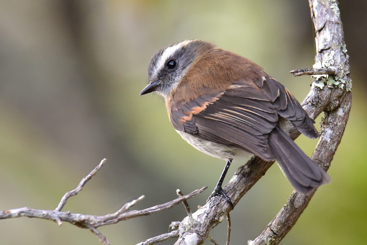 Rufous-breasted Chat-Tyrant - ML620905216