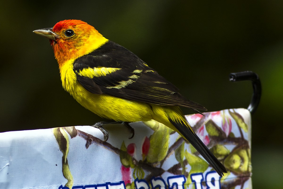 Western Tanager - ML620905223