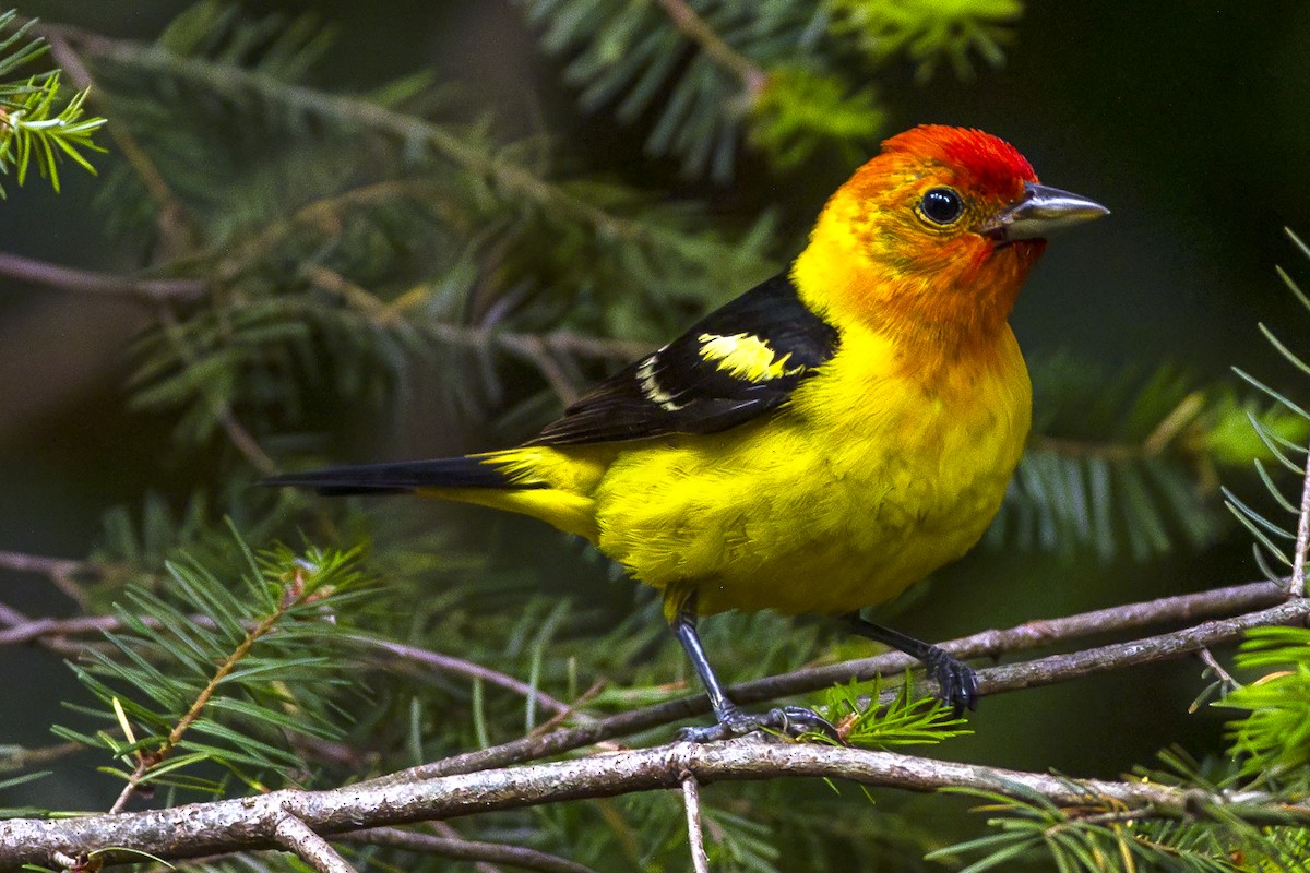 Western Tanager - ML620905228