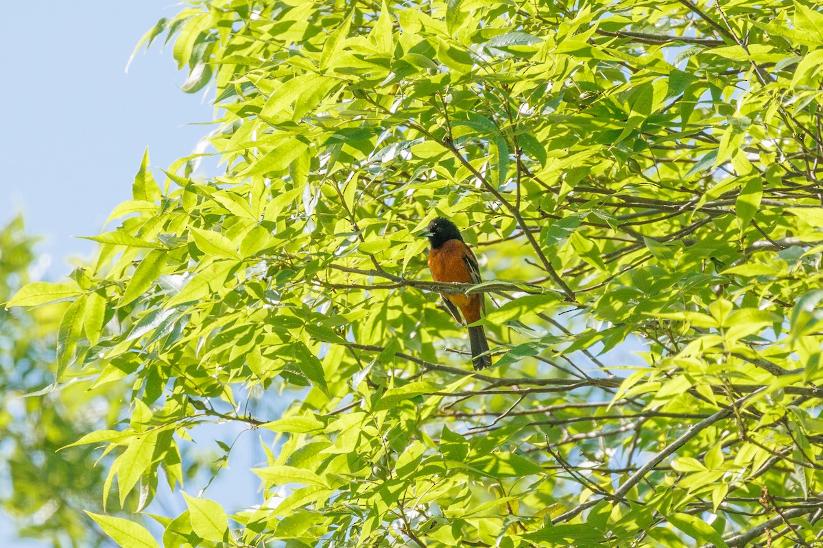 Orchard Oriole - ML620905230