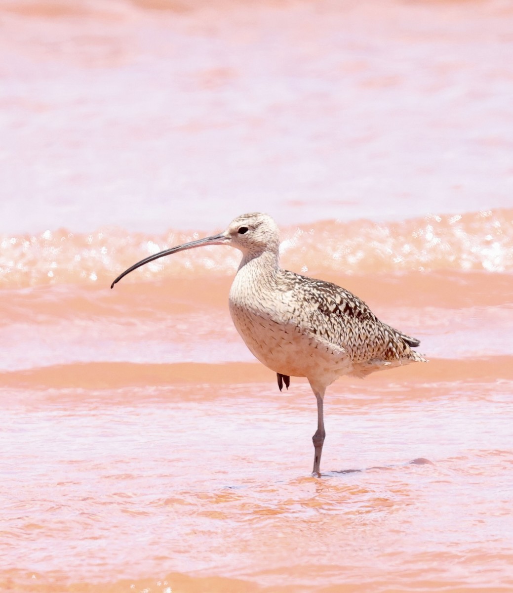 Long-billed Curlew - ML620905266