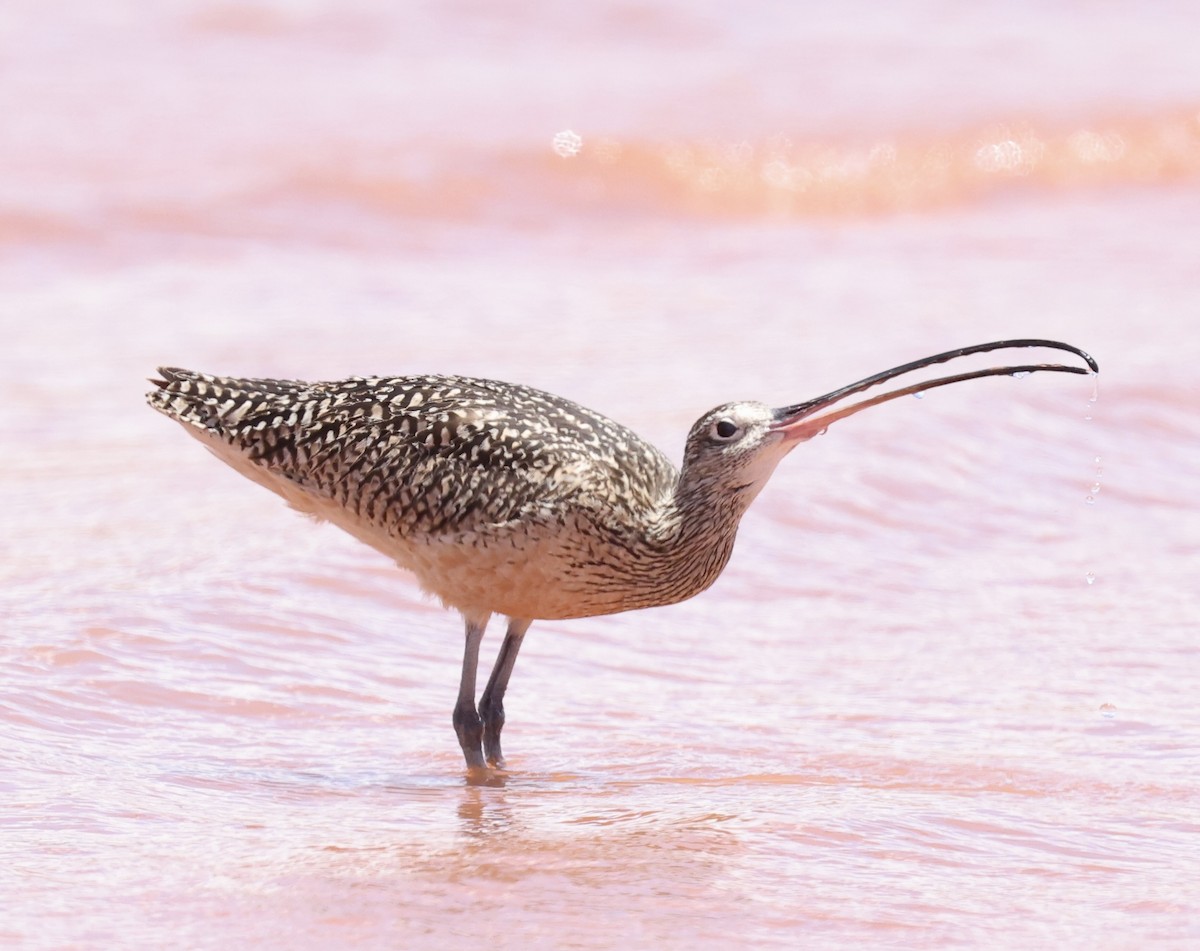 Long-billed Curlew - Toni McQuivey Taylor