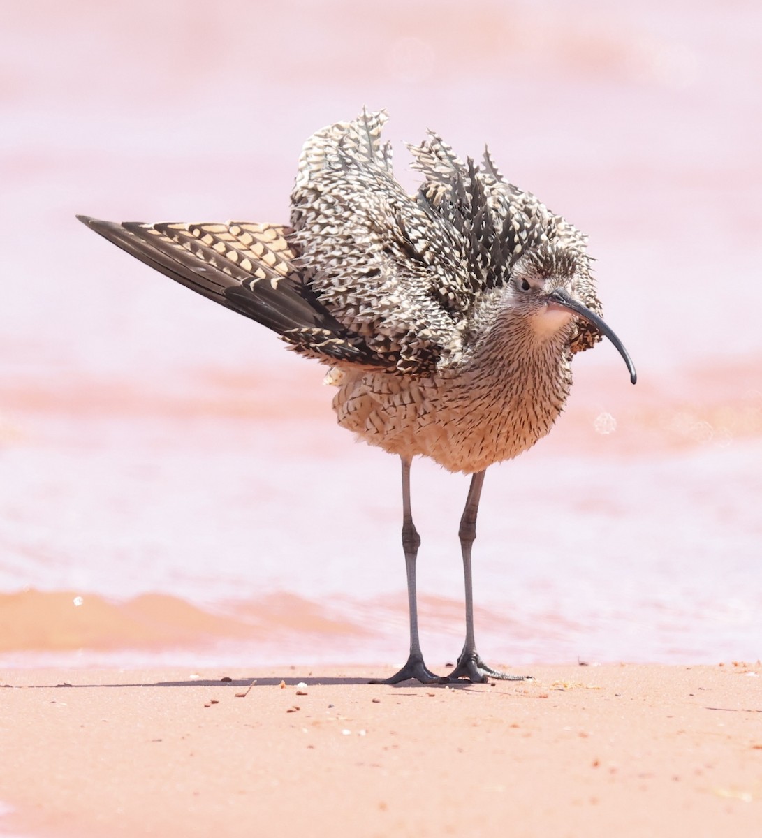 Long-billed Curlew - ML620905269