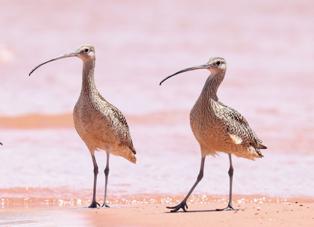 Long-billed Curlew - ML620905270