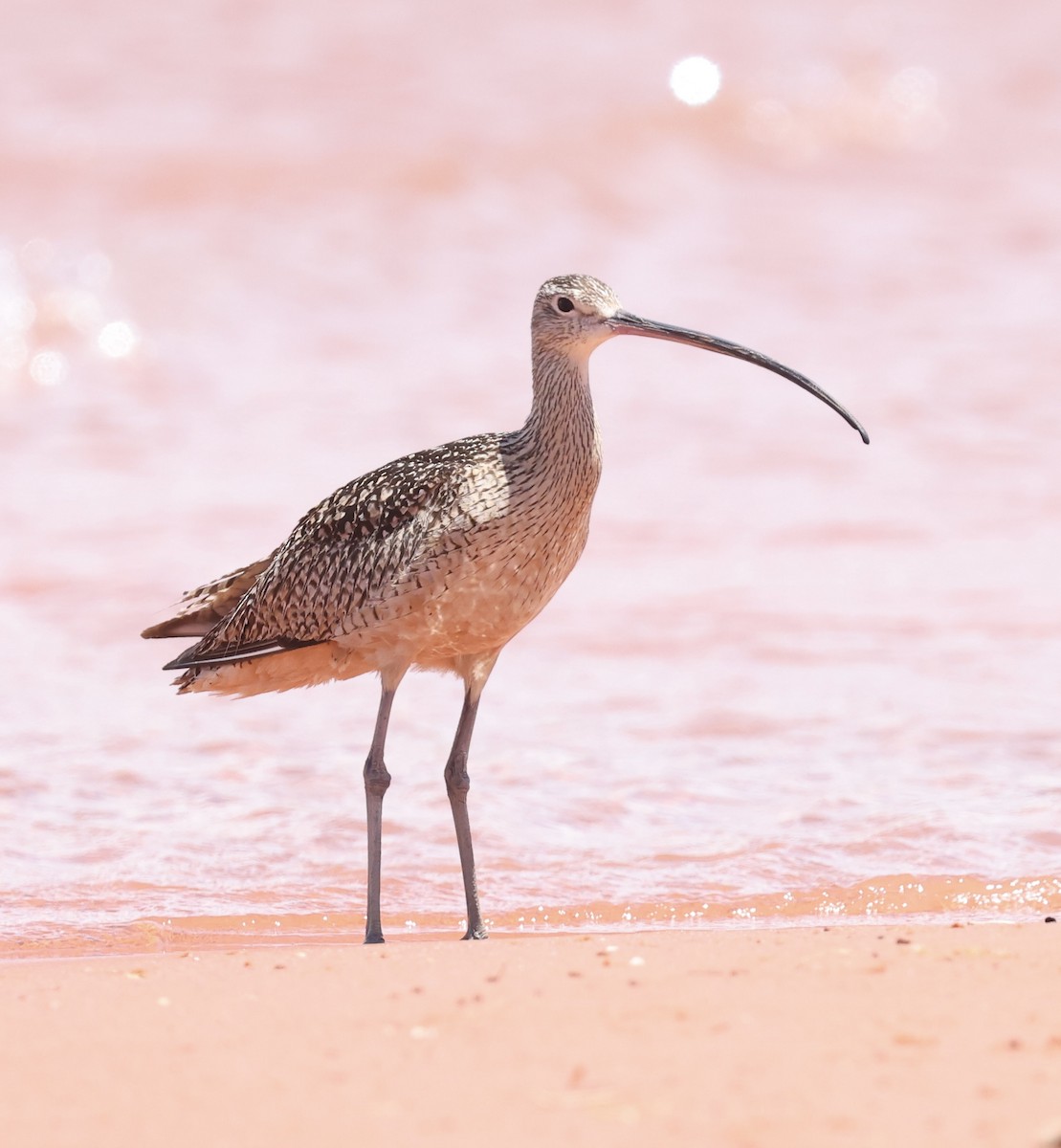 Long-billed Curlew - ML620905271