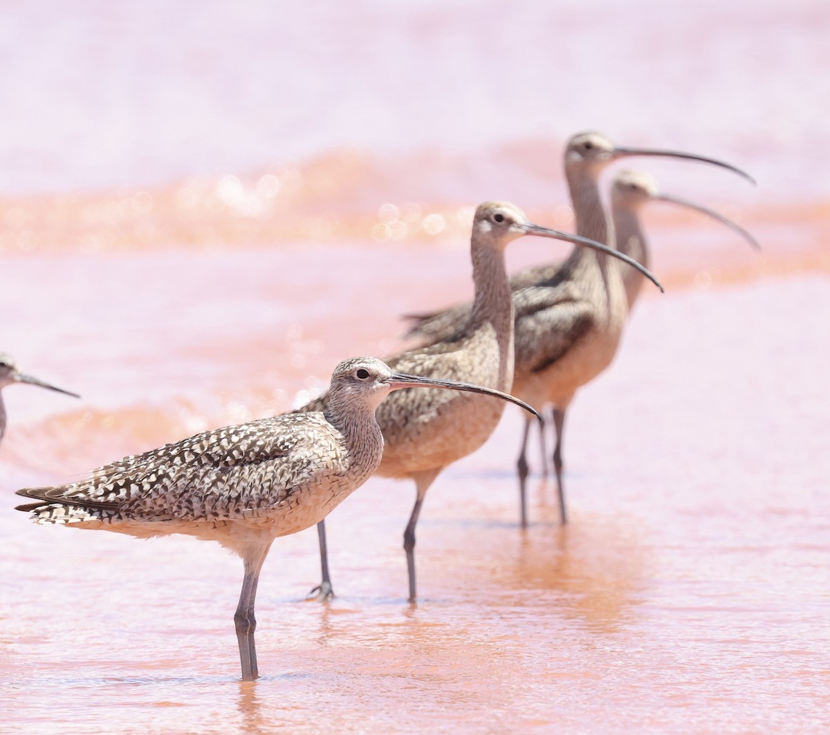 Long-billed Curlew - ML620905273