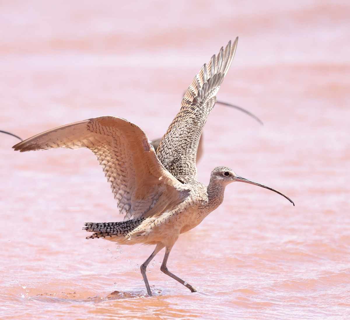 Long-billed Curlew - ML620905274