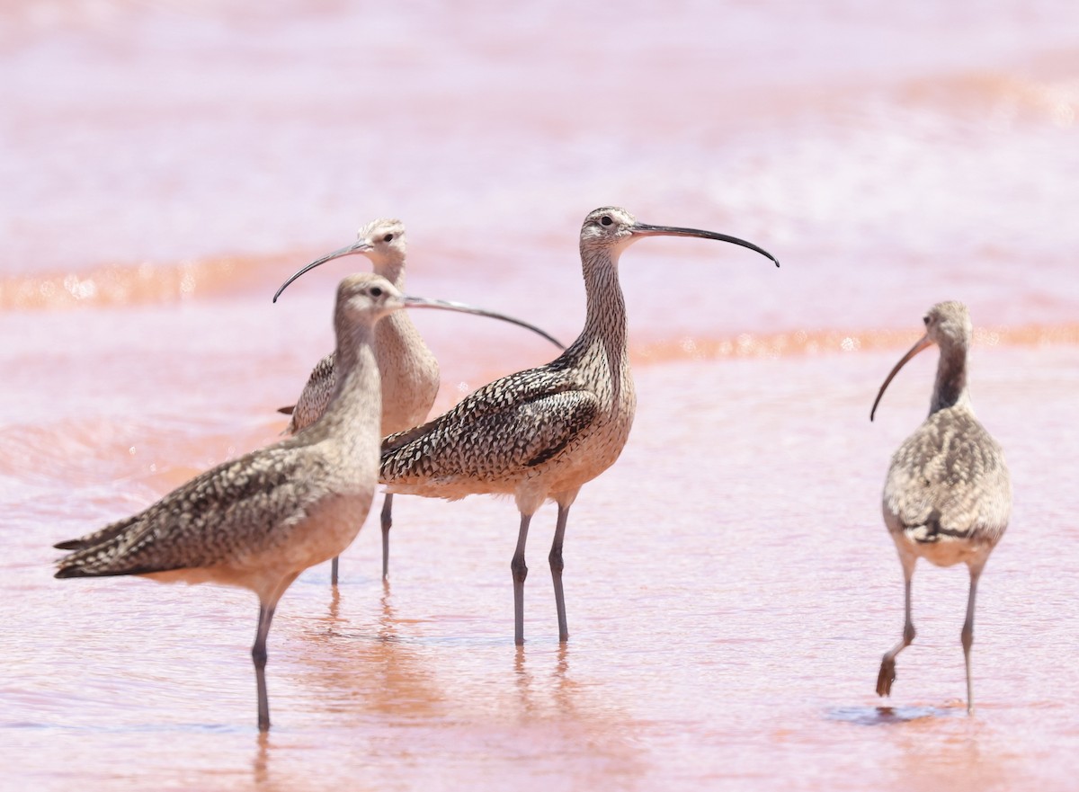 Long-billed Curlew - ML620905275