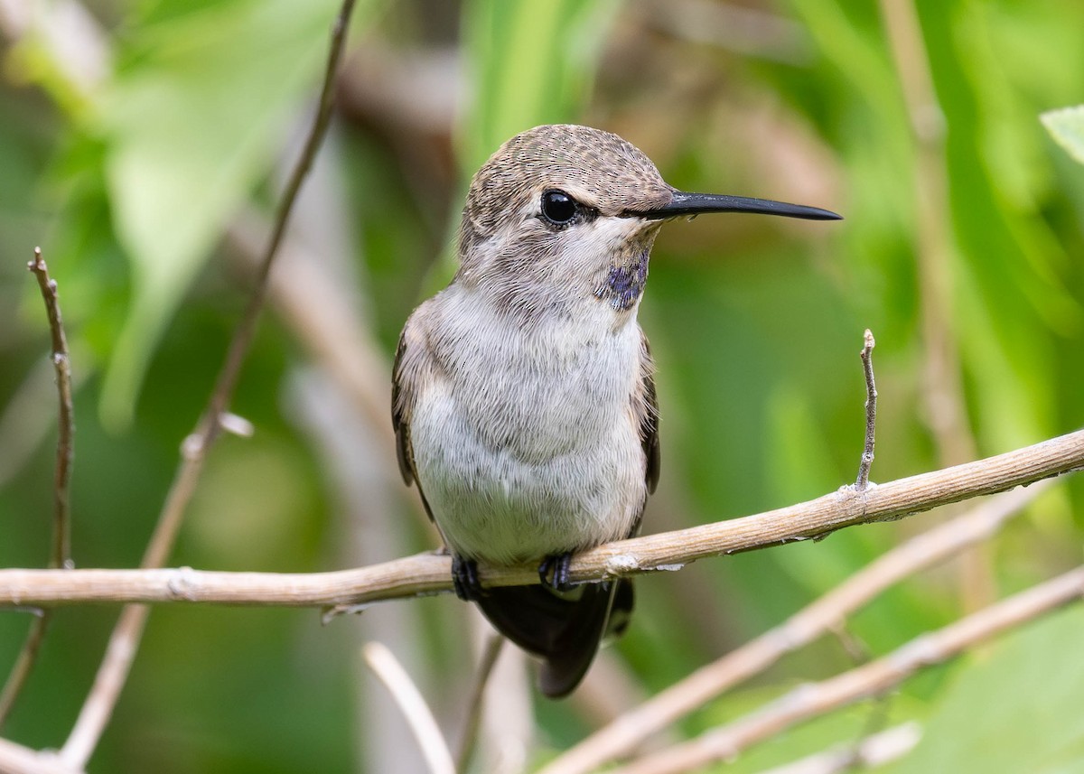 Costa's Hummingbird - ML620905330