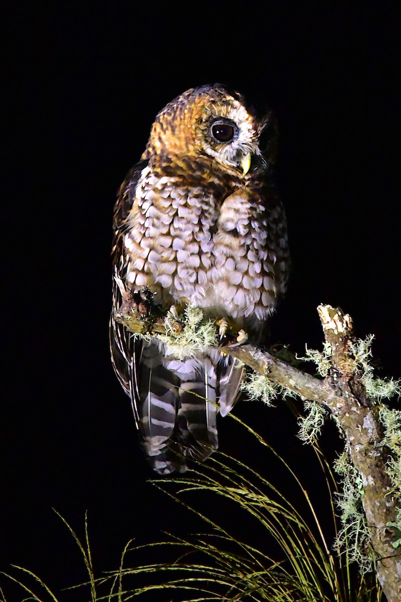 Rufous-banded Owl - ML620905340
