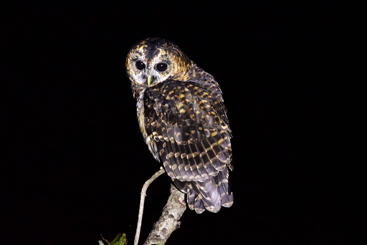 Rufous-banded Owl - ML620905341