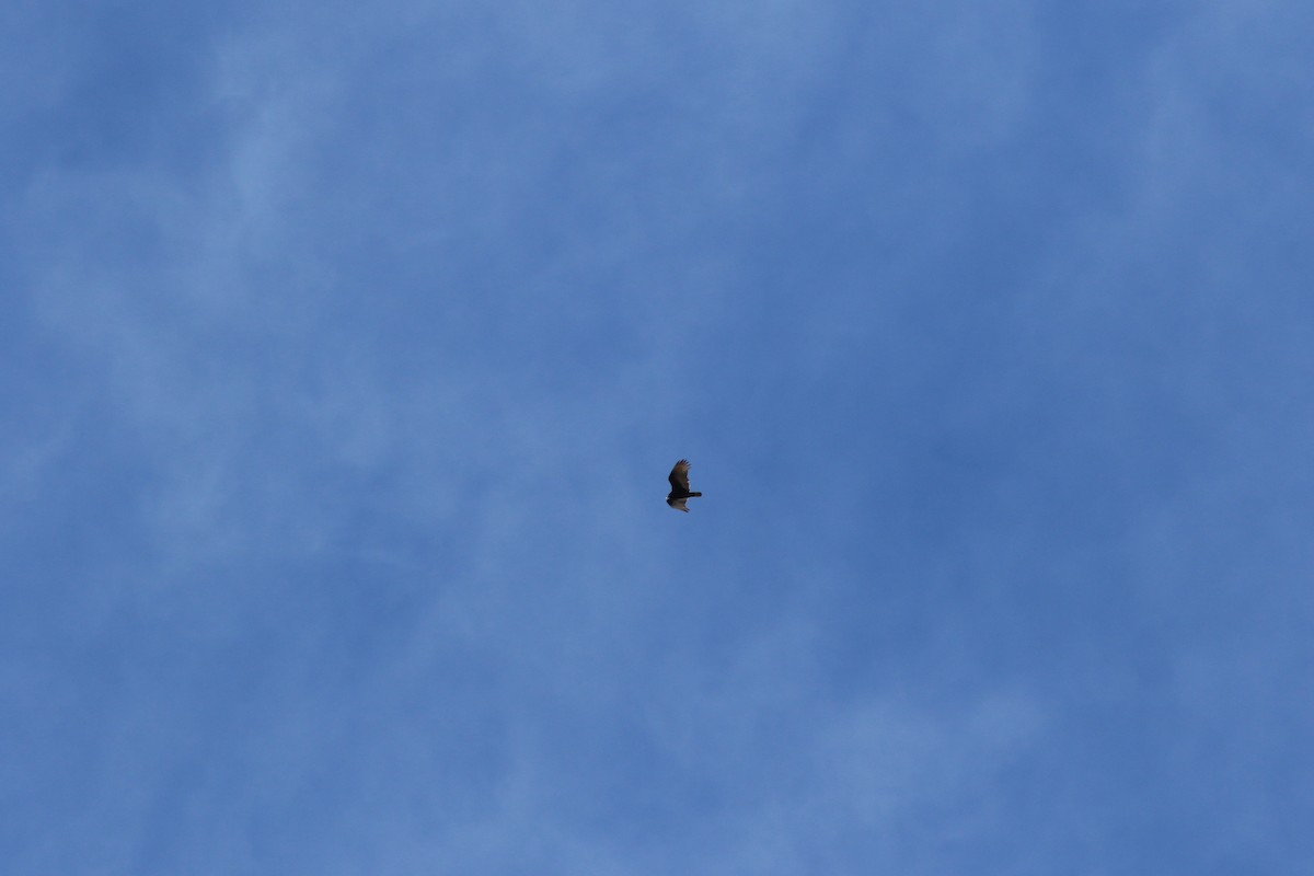 Turkey Vulture - ML620905379